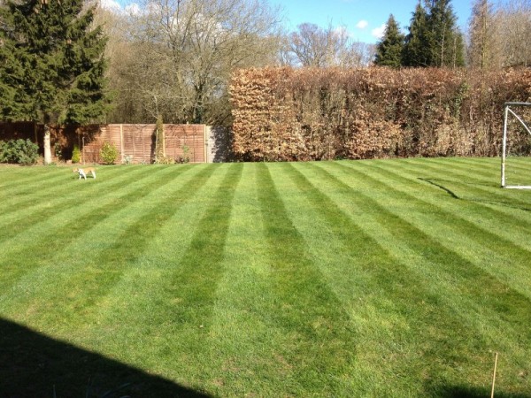 As you can see, simply removing the weeds has already helped the look of the lawn