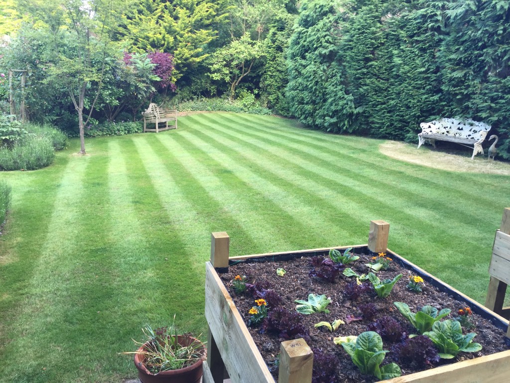 Just 18 months with TLC and we are getting great results with our 5 step perfect lawn plan.